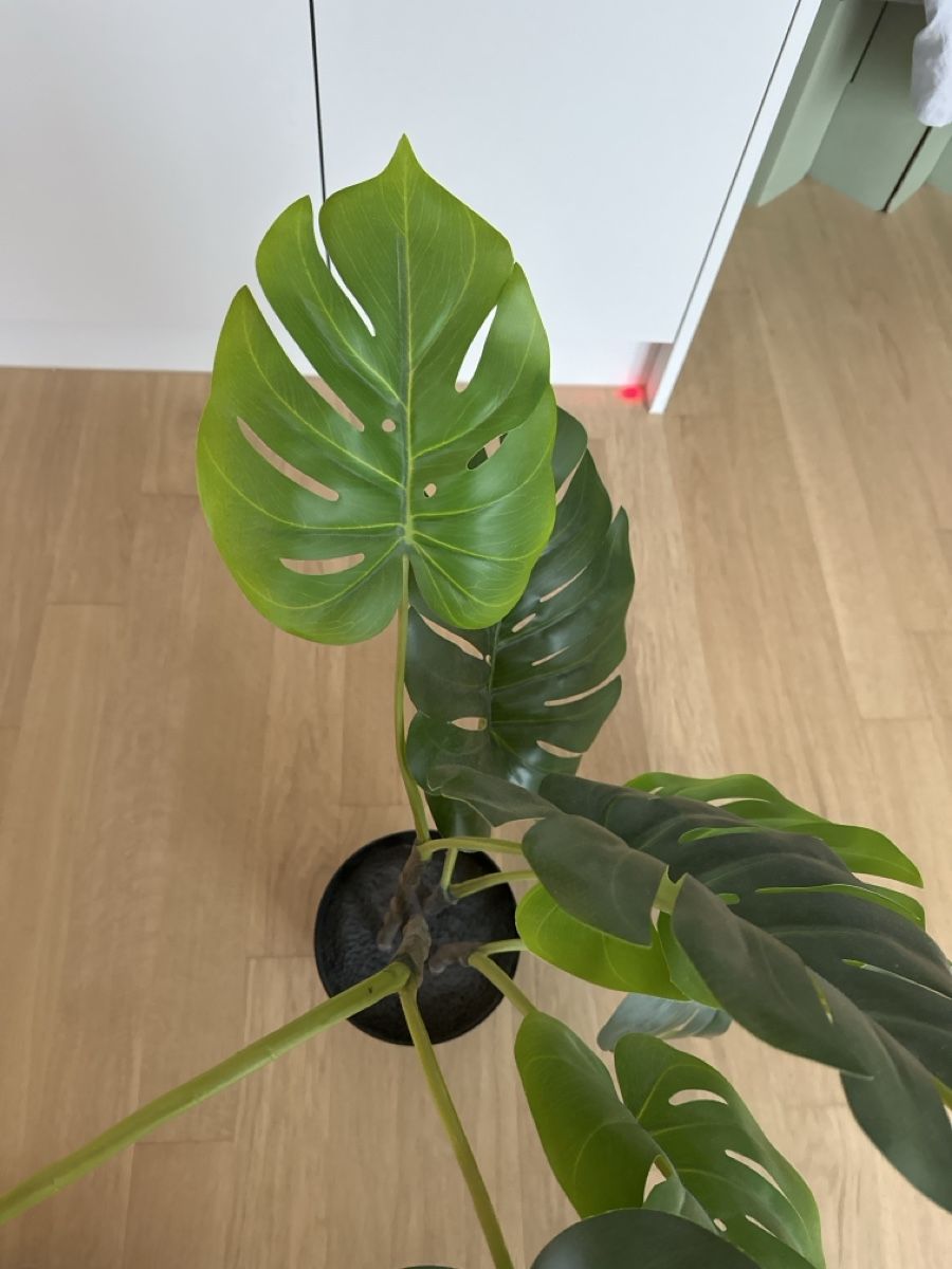 philodendron incensi Philo | Incensi main image 0