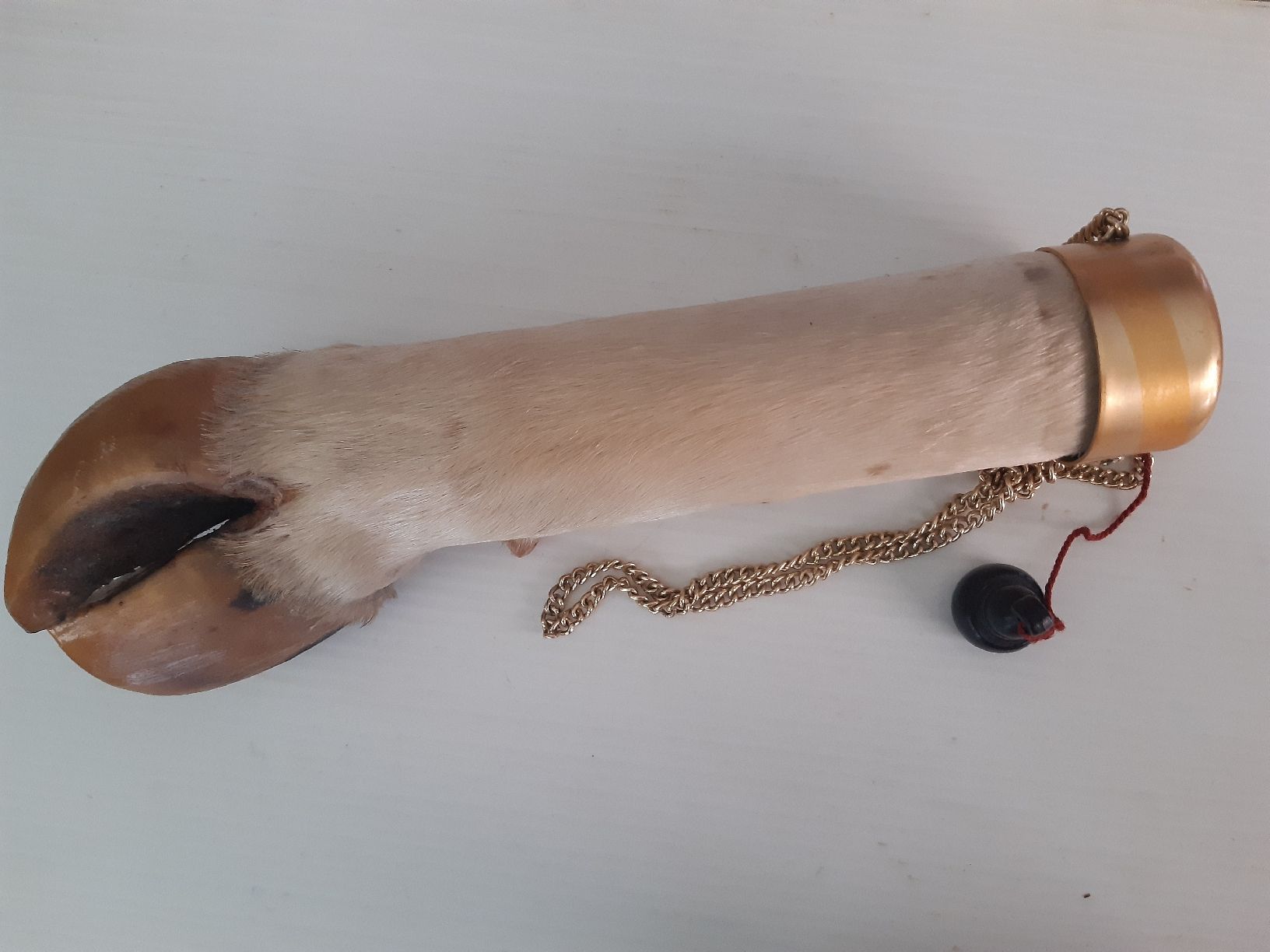 Welt der Tiere: PIED DE VACHE . Taxidermie – Neu (gemäss Beschreibung) aus Genève von dieudedieu