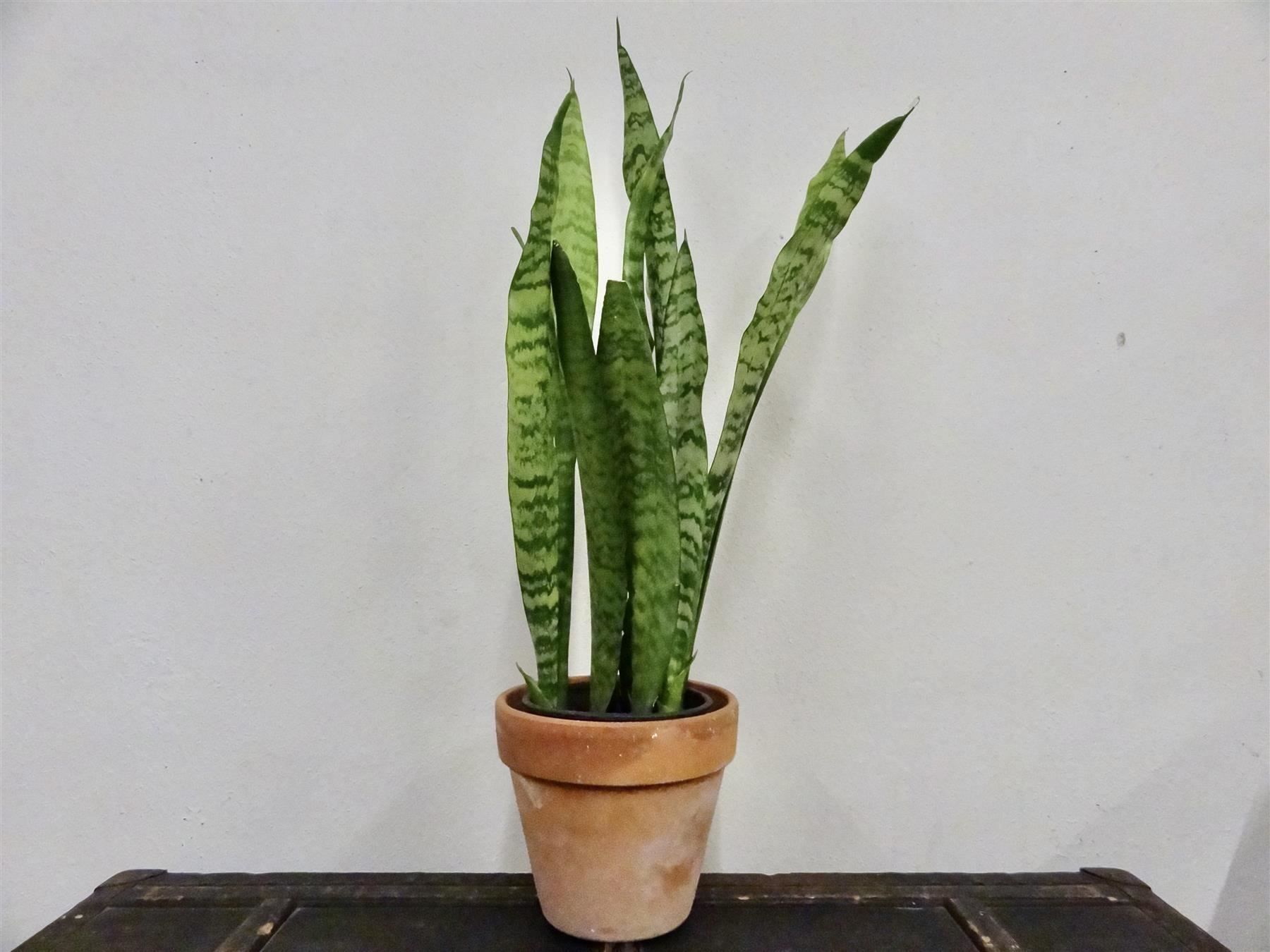 Piante & sementi: Bogenhanf Sansevieria Trifasciata – Nuovo (secondo la descrizione) da Kerzers venduto da zimmergruen 2