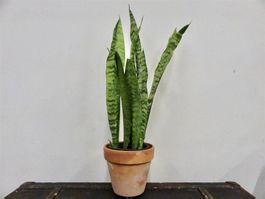 Bogenhanf Sansevieria Trifasciata
