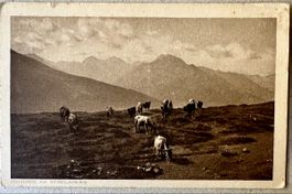 Alte AK 1921 Kuhherde am Streila Pass Kt.GR