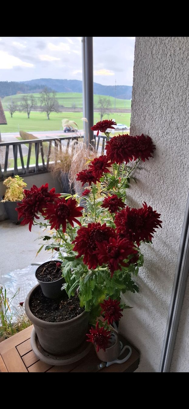 Piante & sementi: Winterharte Chrysanthemen – Usato da Rickenbach b. Wil venduto da Kth_v8 3