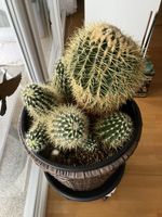 Rare: Grand Cactus de 25 ans d’âge.