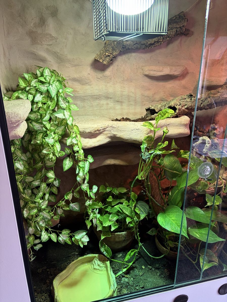Terrario: Terrarium – Usato da Latterbach venduto da Bbutz98 4