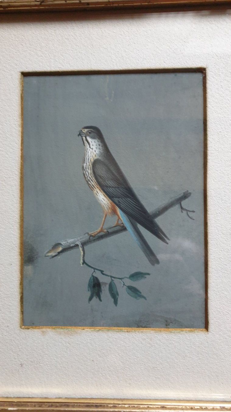 Dipinti: Greifvogel. – Usato da Goldach venduto da armando_r 3