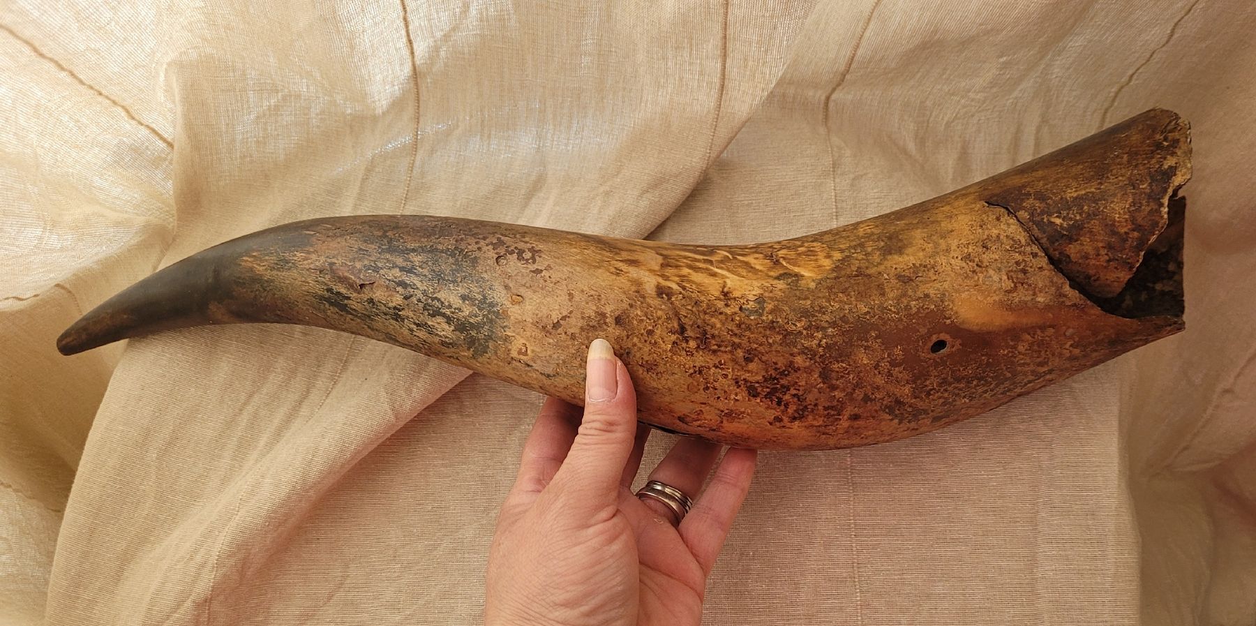 Tutte le decorazioni: Ancienne corne – Usato da Vevey venduto da lba_dd82 1