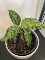 Aglaonema Pictum Tricolor – Rare Camouflage Plant