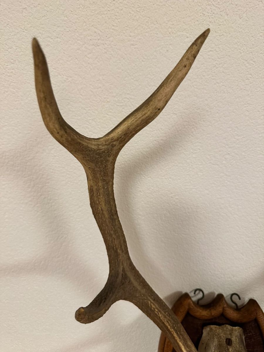 Monde des animaux: Echtes Hirschgeweih auf Holzschild Jagdtrophäe ca. 75 cm – D'occasion à Langnau am Albis par Citabelle 2