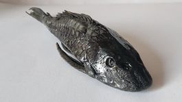 Echte Taxidermie Carachama prähistorischer Fisch Peru Amazon
