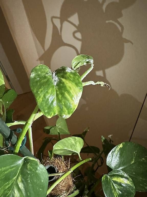 Piante & sementi: Golden Pothos – Usato da Fürigen venduto da nur_z96n 3