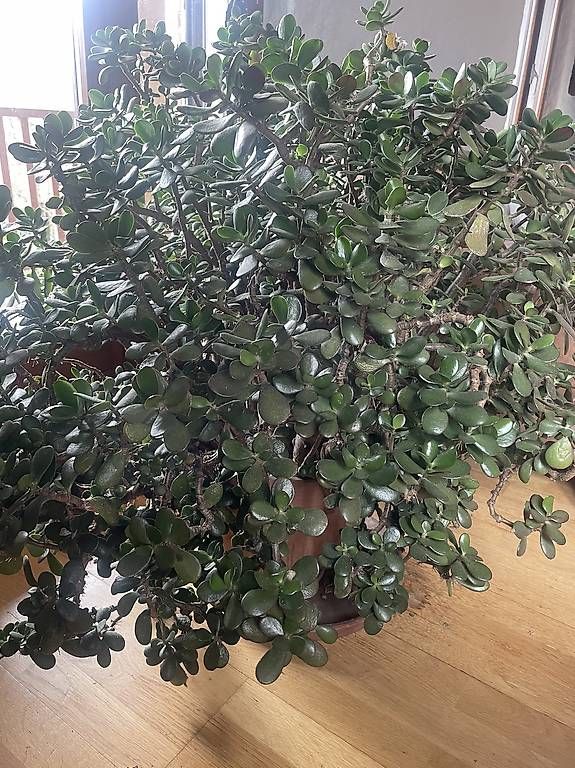 Pflanzen & Samen: Crassula – Gebraucht aus Agno von pum_c2xn