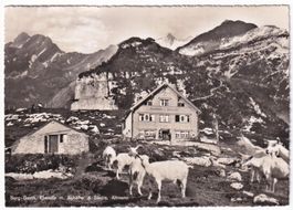 Berg - Gasth Ebenalp m. Schäfler & Säntis Altmann (chèvres)