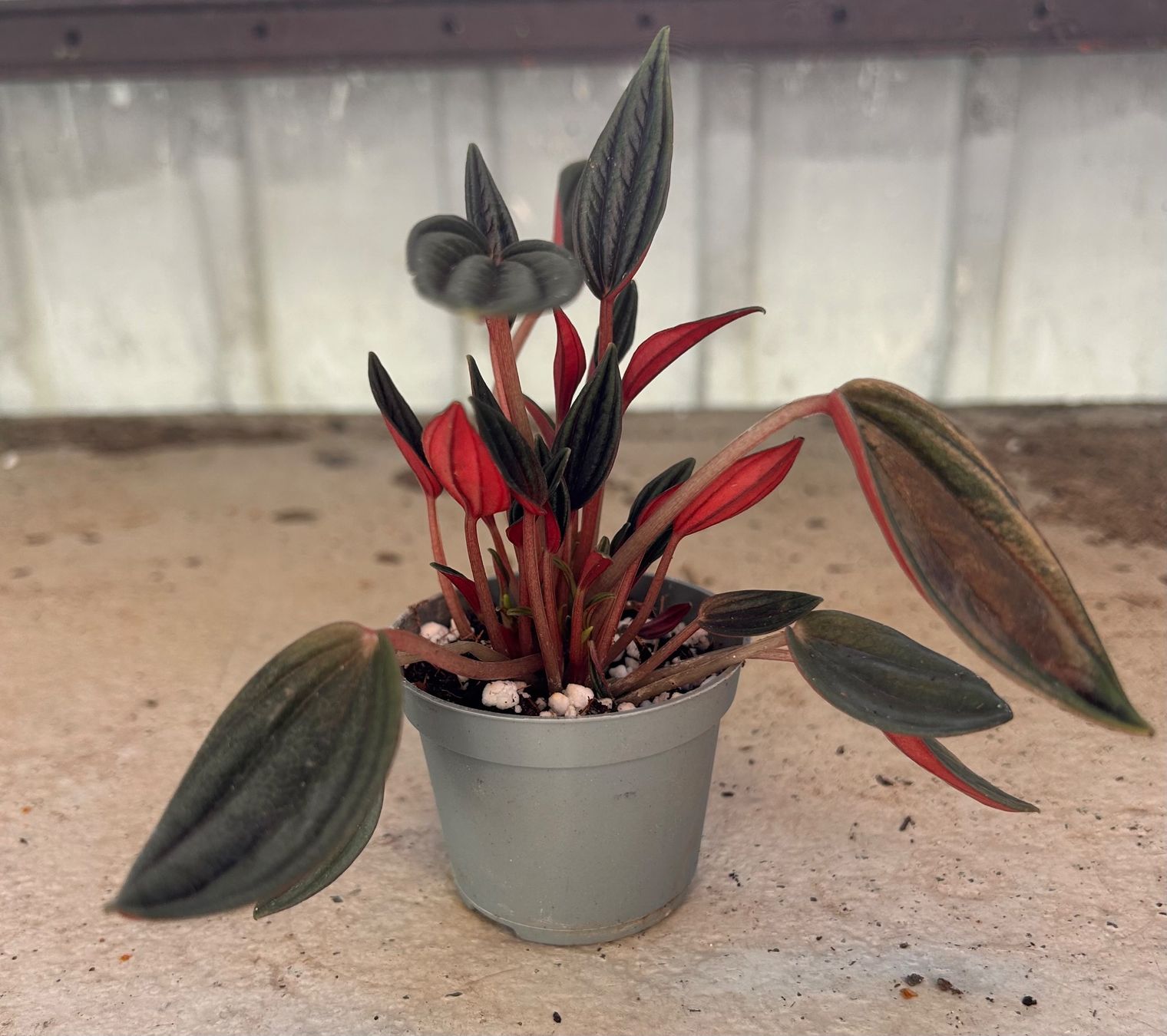 Plantes & graines: Peperomia caperata 🌱 – D'occasion à Zürich par -Pflaenzlilade