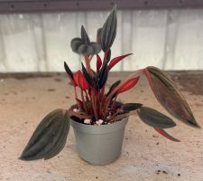 Peperomia caperata 🌱