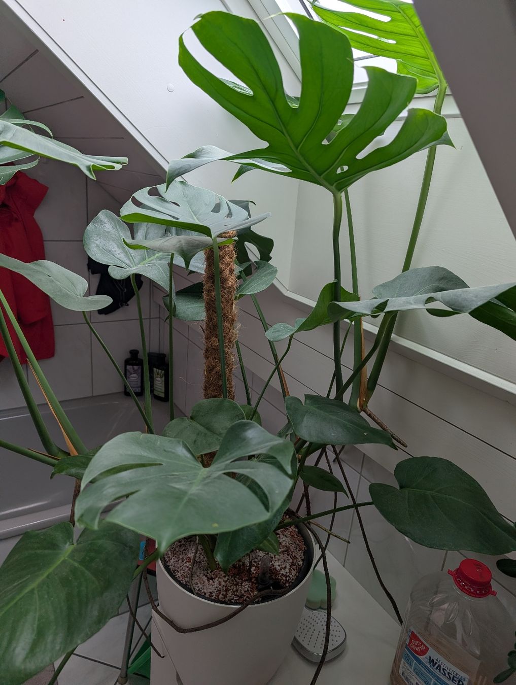 Piante & sementi: Monstera Pflanze mit Topf – Usato da Roggwil BE venduto da FCM1974 4