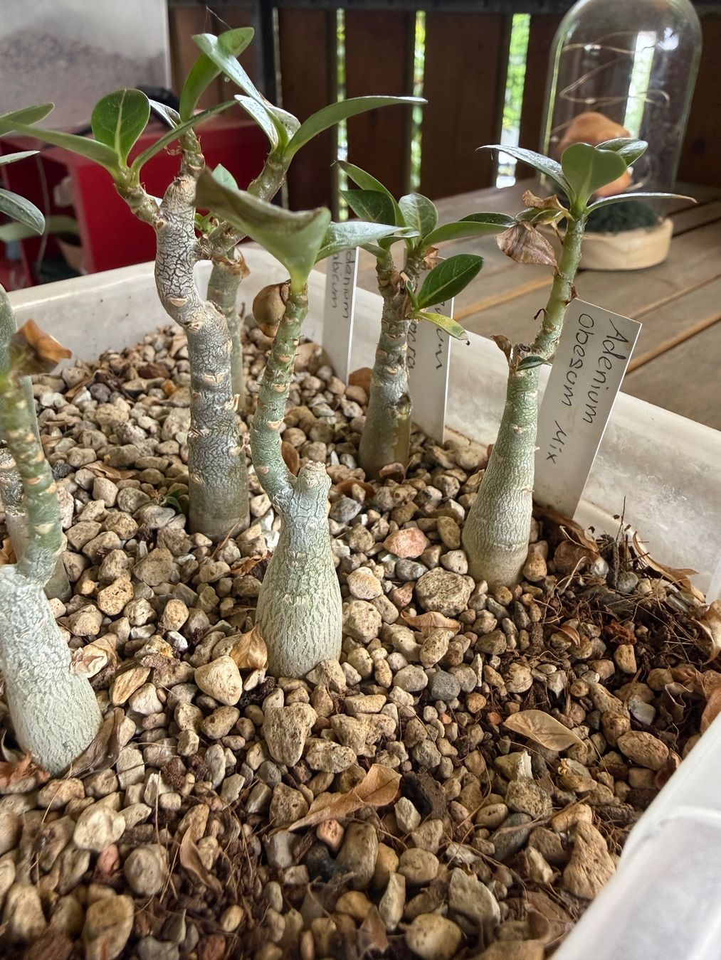 Piante & sementi: Adenium obesum Mix – Usato da Rorbas venduto da SimS0n