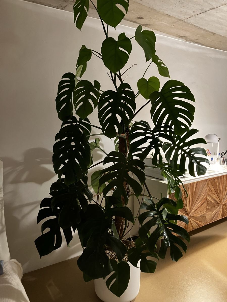 Piante & sementi: Monstera-Hydro – Usato da Avenches venduto da ChristinaW0102