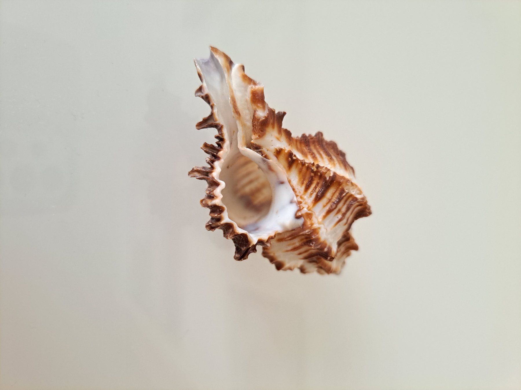 Tutte le decorazioni: Zwei sehr schöne Muscheln – Usato da Büren SO venduto da kim_yc8x 4