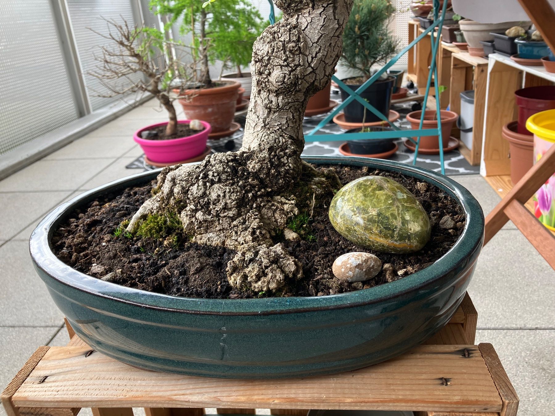 RARE. Bonsai Fraxinus excelsior 38 ans avec sa poterie (Neu und  originalverpackt) in Penthalaz fr CHF 380  nur Abholung auf Ricardo kaufen