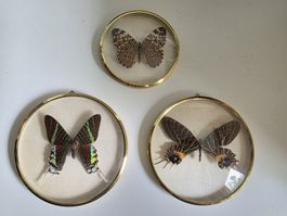 3x Vintage Schmetterlinge im runden Goldrahmen(Set)