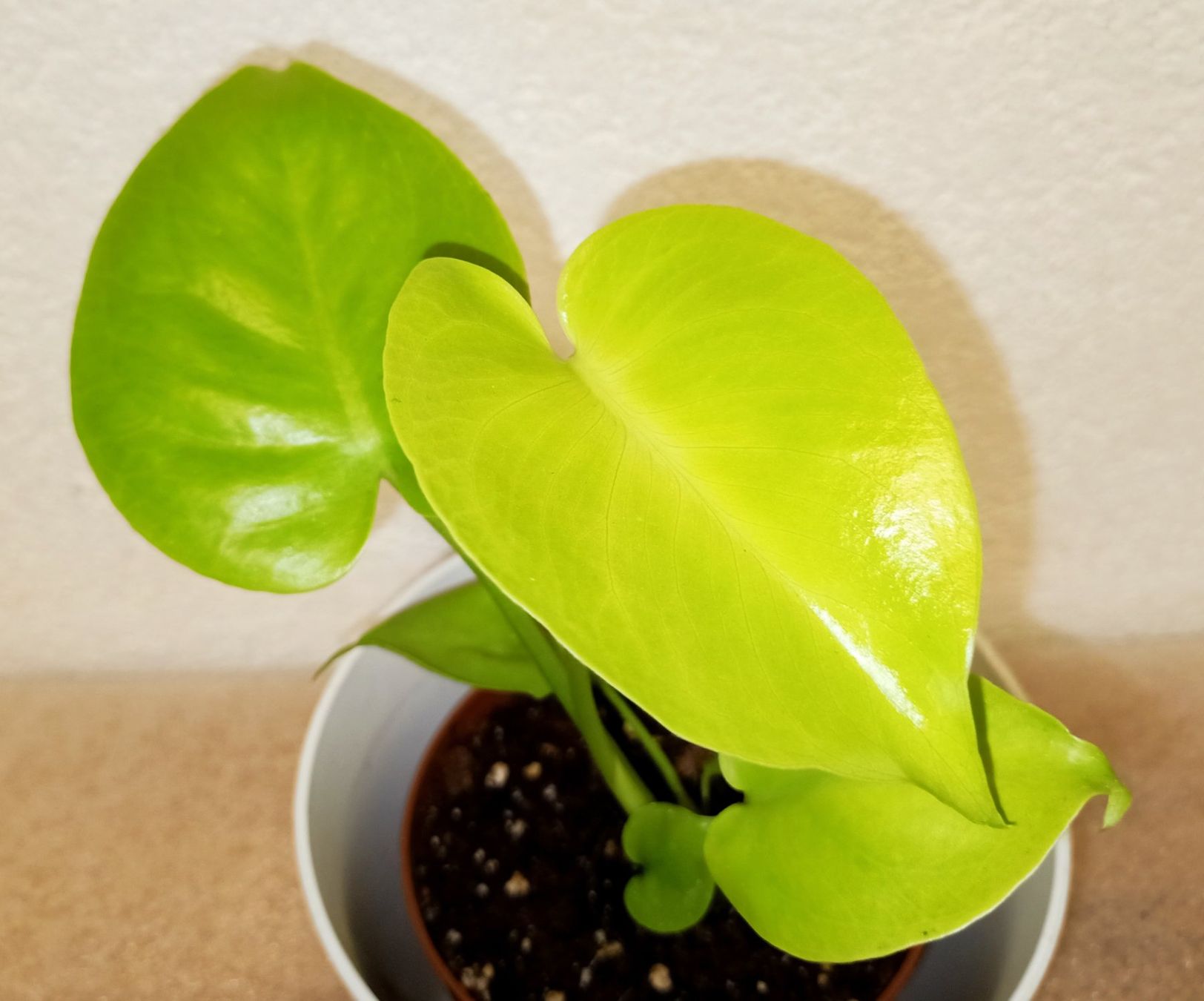 Pflanzen & Samen: Monstera Lemon Lime – Neu (gemäss Beschreibung) aus schöftland von UniquePlants