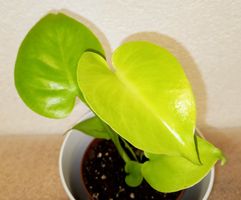 Monstera Lemon Lime
