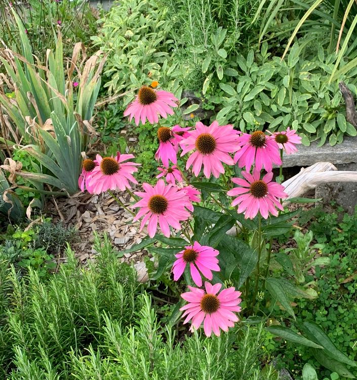 Echinacea purpurea pink winterhart Kaufen auf Ricardo