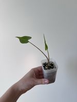 Alocasia Stingray baby plant 