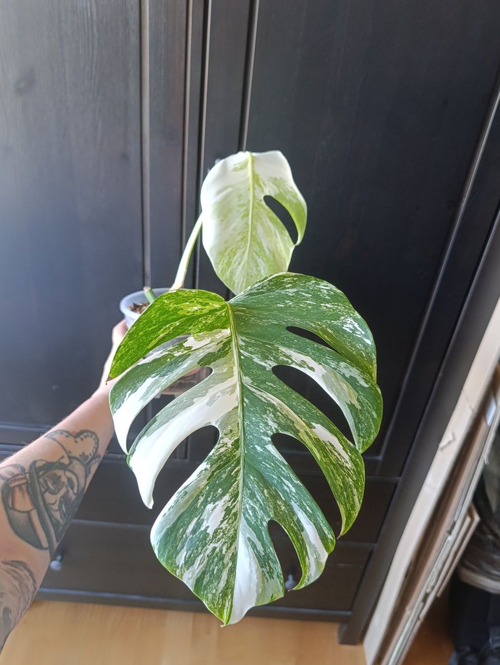 Pflanzen & Samen: Monstera Variegata – Gebraucht aus Baar von L.isa28