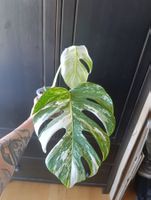 Monstera Variegata