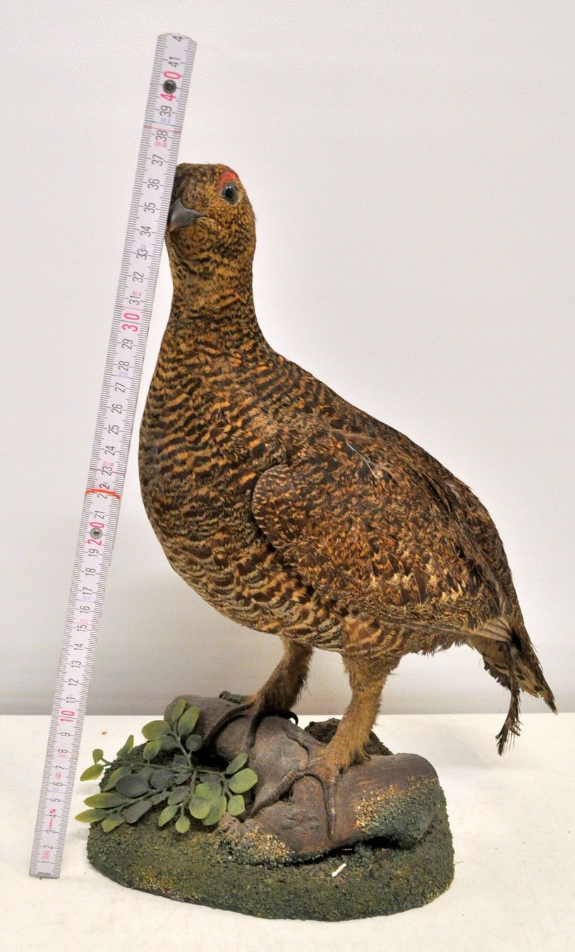 Welt der Tiere: Tétras naturalisé – Gebraucht aus Neuchâtel von Neuchatel 1