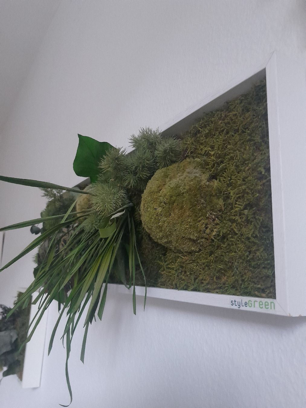 Foto & Immagini: Echtmoosbild im Rahmen von StyleGreen – Usato da Olten venduto da so.bi 1