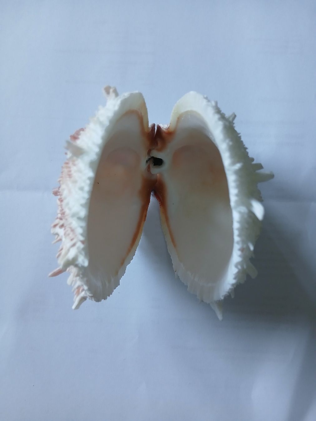 Tutte le decorazioni: Spondylus Muschel Brasilien – Usato da Zürich venduto da Mephisto87 3