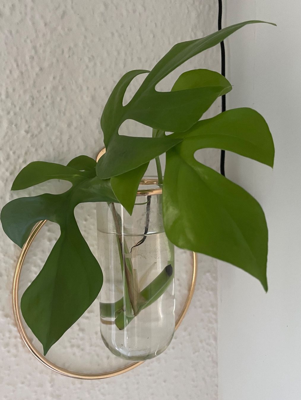 Piante & sementi: Monstera Minima Stecklinge – Usato da Zürich venduto da mar_xfn9