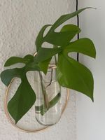 Monstera Minima Stecklinge