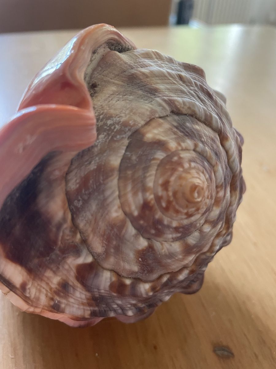 Fossili: Schnecke (Muschel) Cassis rufa – Usato da Basel venduto da Konix 5
