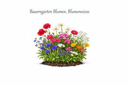 Bauerngarten Blumen, Blumenwiese