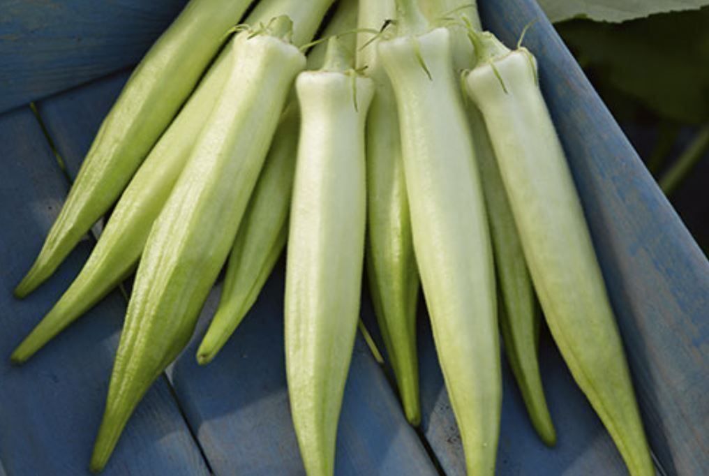 Piante & sementi: Okra Gombo Silver Queen 50g – Nuovo (secondo la descrizione) da Bremblens venduto da FIBONACCI369 1