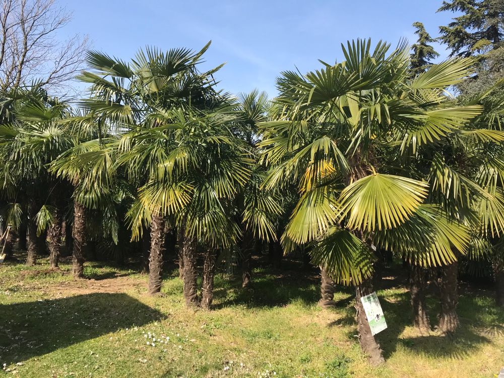 Tessinerpalme Hanf Palme Schweizer Zucht 2.2m 60cm Stamm Kaufen auf