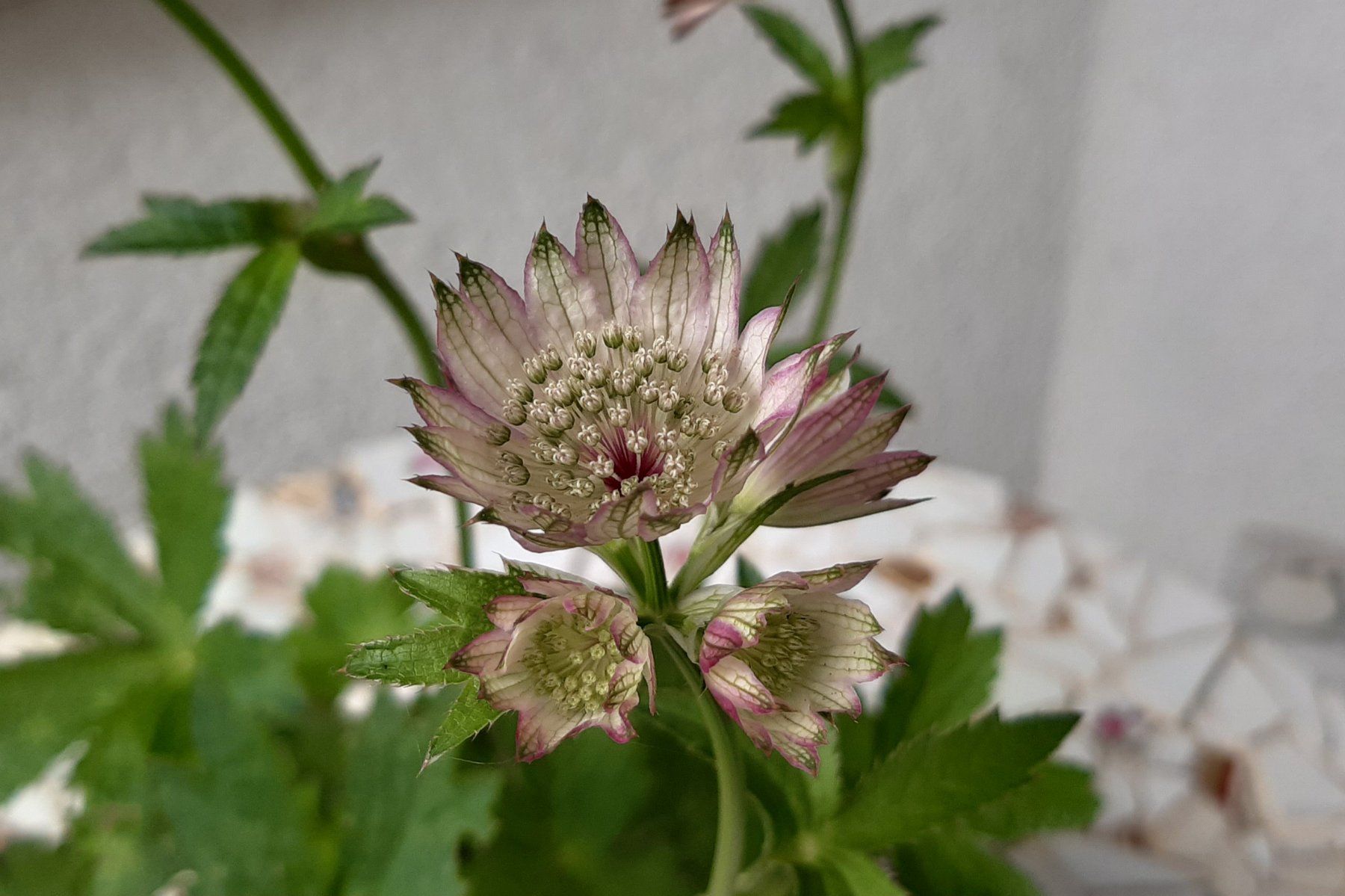 Piante & sementi: Astrantia, Sterndolde, schöne Pflanze – Usato da Aeugst am Albis venduto da ro97se