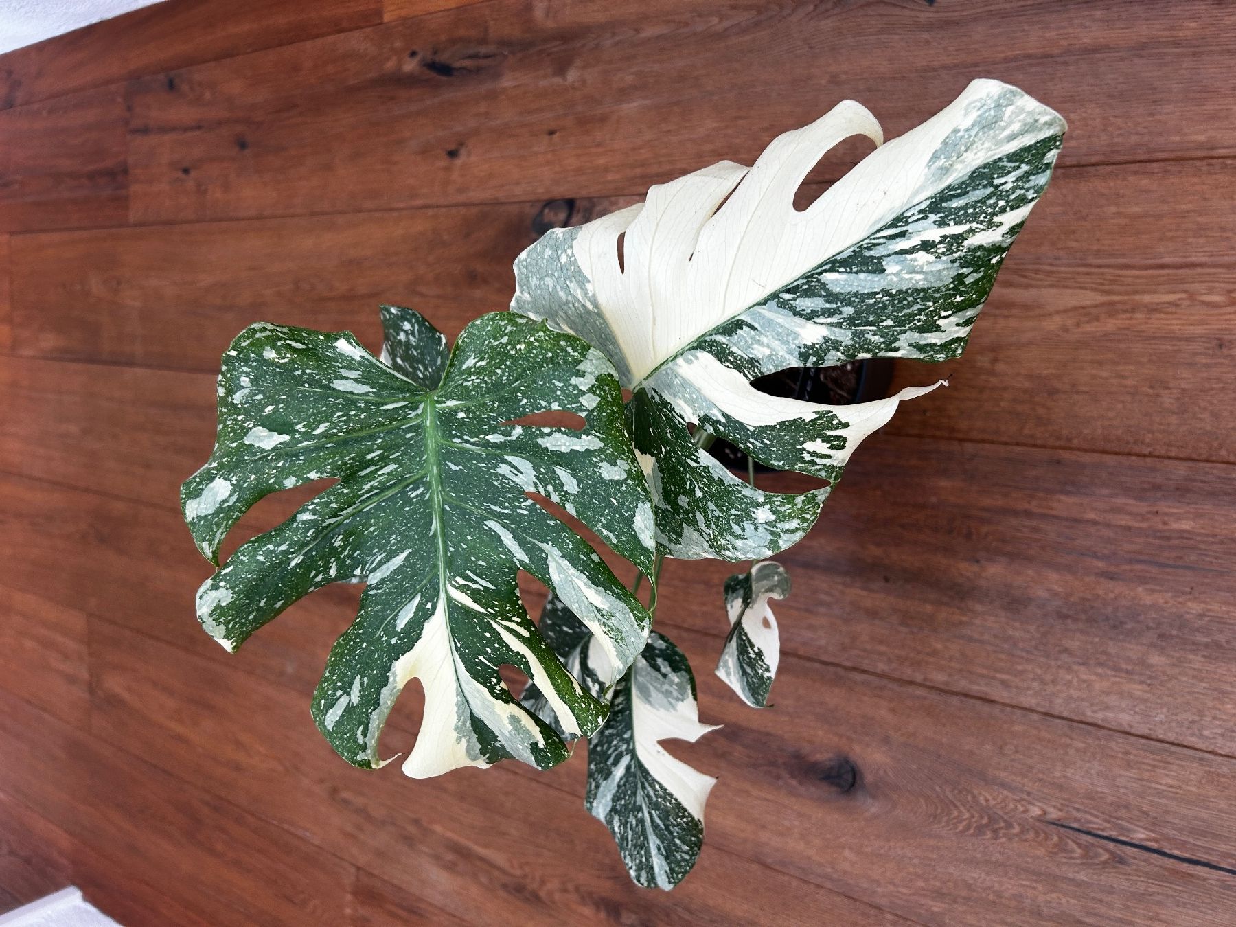 Pflanzen & Samen: Monstera Thai Constellation💚 – Gebraucht aus Wattwil von Mikesplantshop 1