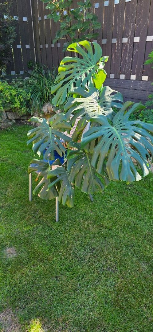 Piante & sementi: Zimmerpflanze Monstera – Usato da Oberwil BL venduto da mst65