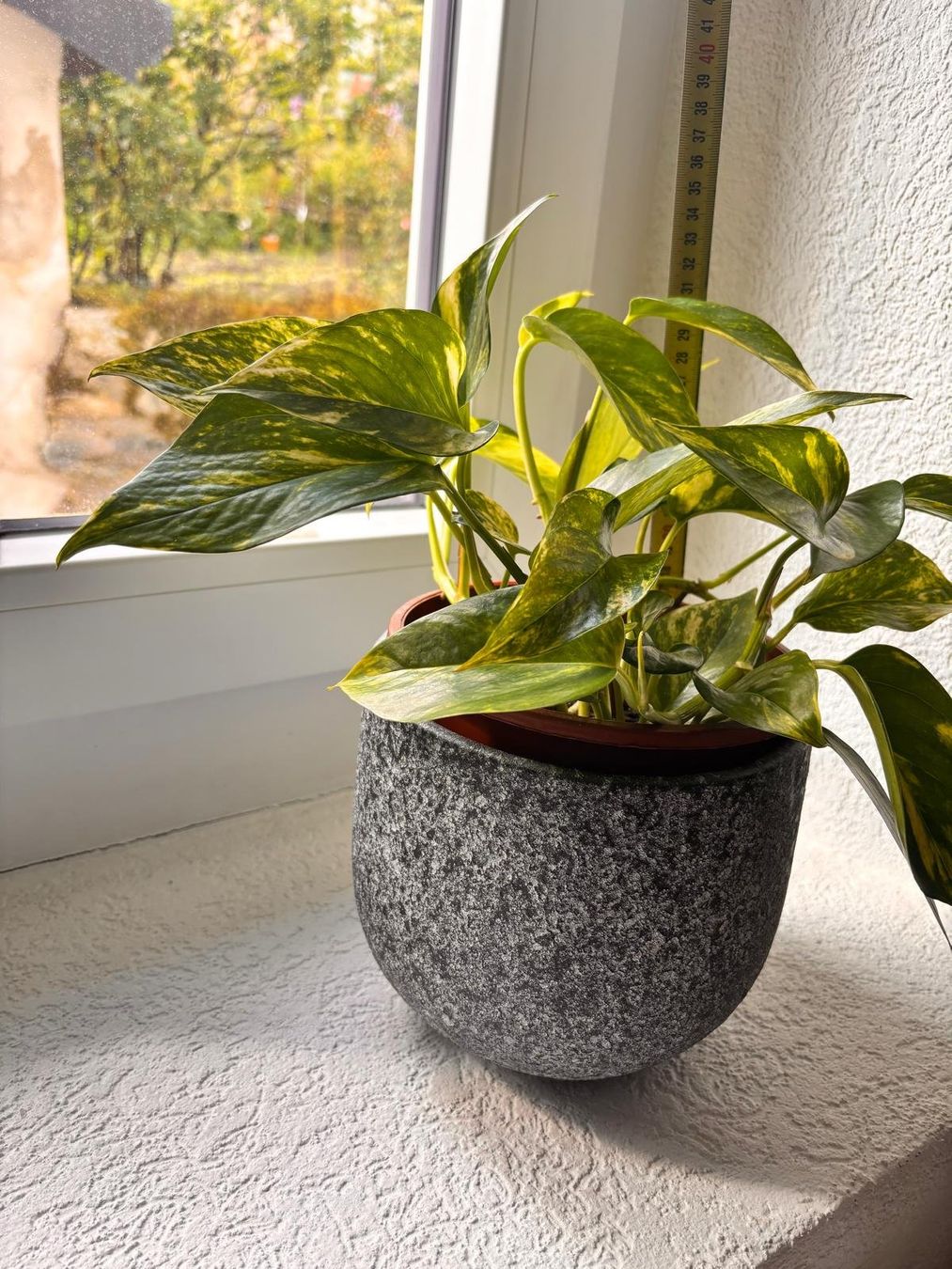 Piante & sementi: Pothos avec cache-pot design effet pierre texturé – Usato da Romainmôtier venduto da val_r8sn 4