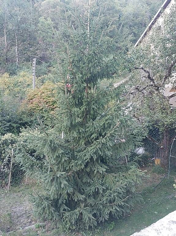Tutte le decorazioni: Sapin de Noël  – Nuovo e nell'imballaggio originale da Baulmes venduto da Yanni94 3