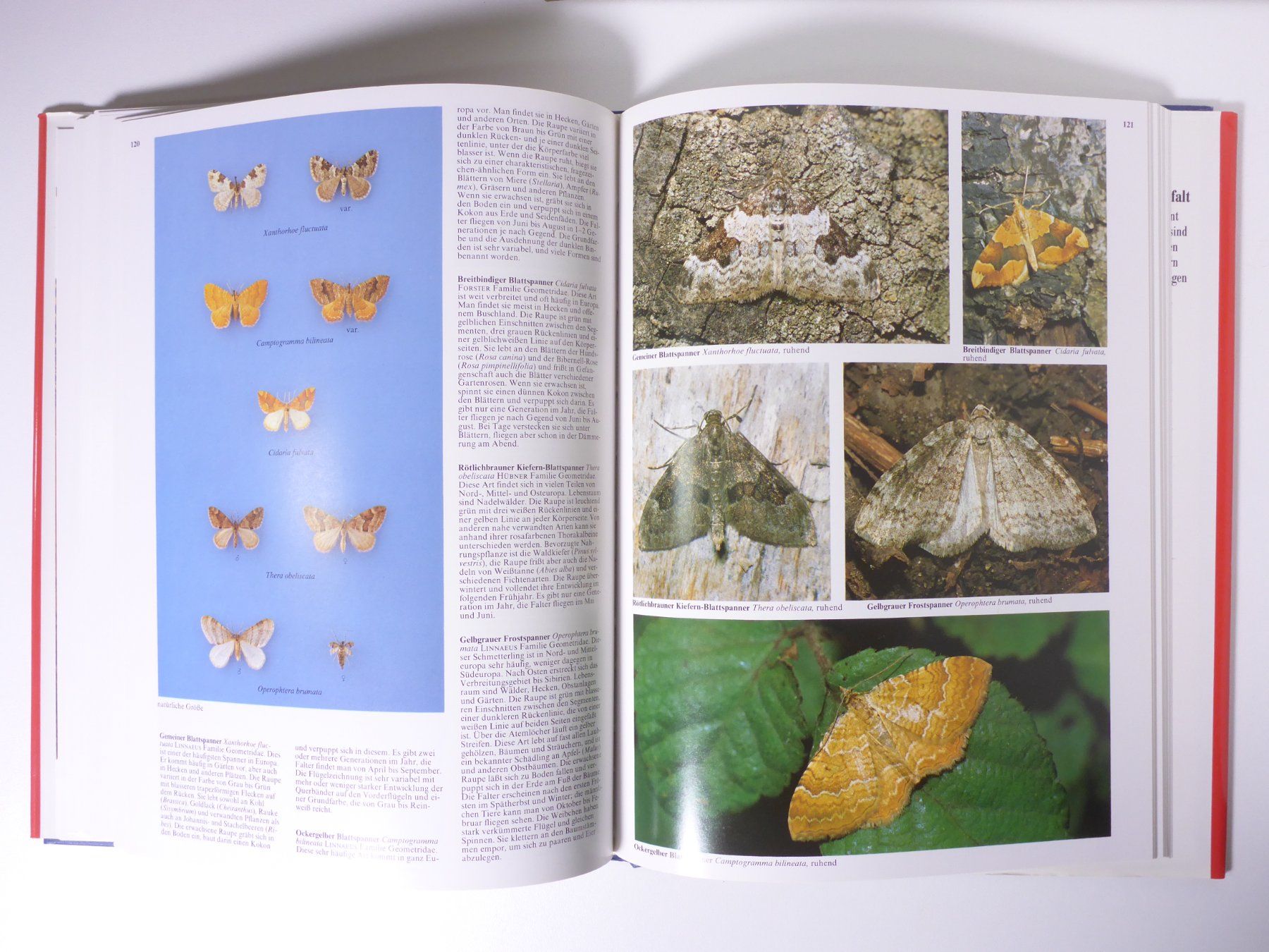 Libri: Kosmos-Atlas: Schmetterlinge. – Usato da Erschwil venduto da taglang 4