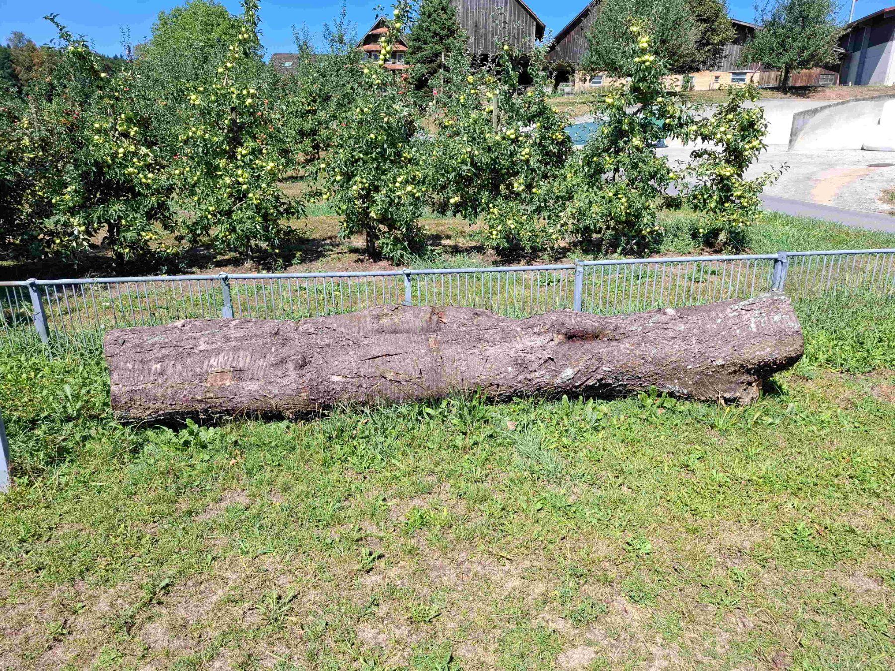Holzartikel: Baumstamm Kirschbaum – Gebraucht aus Rain von Rigi10 3