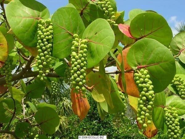 Piante & sementi: Raisinnier de Mer RARE 5g – Nuovo (secondo la descrizione) da Bremblens venduto da FIBONACCI369 1