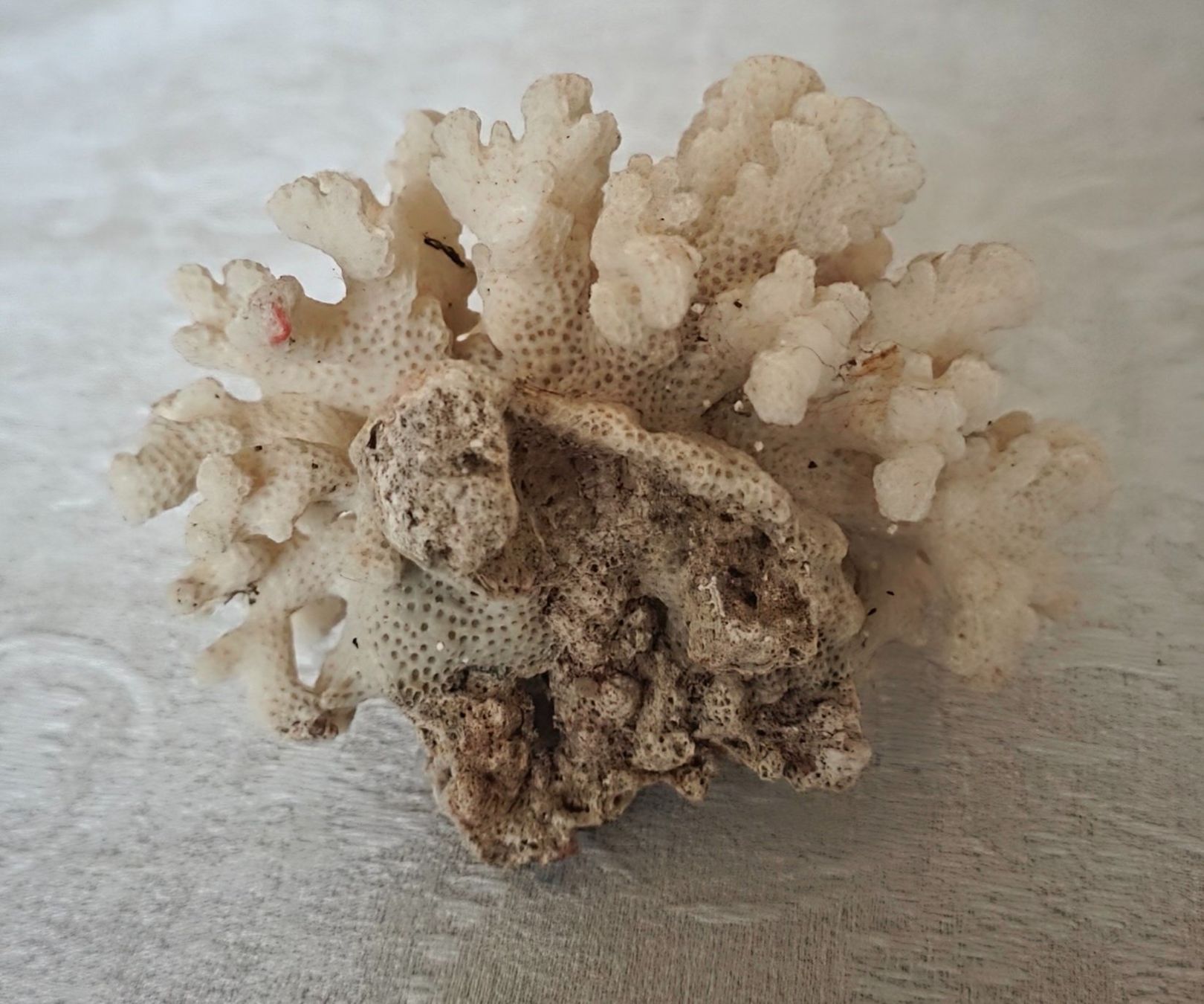 Fossili: Weisser Korallenbaum – Usato da Wittenbach venduto da rose_rosi 1