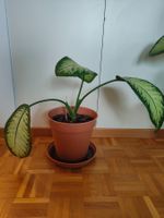Dekorative Dieffenbachia Zimmerpflanze im Topf.🪴