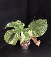 🔥 MONSTERA THAI CONSTELLATION MEDIUM WITH NEW GROWTH/ 1.-🔥